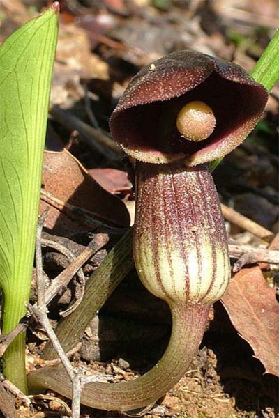 Petit arisarum